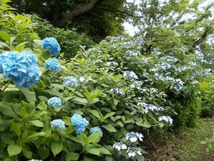アジサイが咲き始めました。