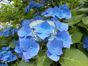 庭園散歩【2022年6月19日】