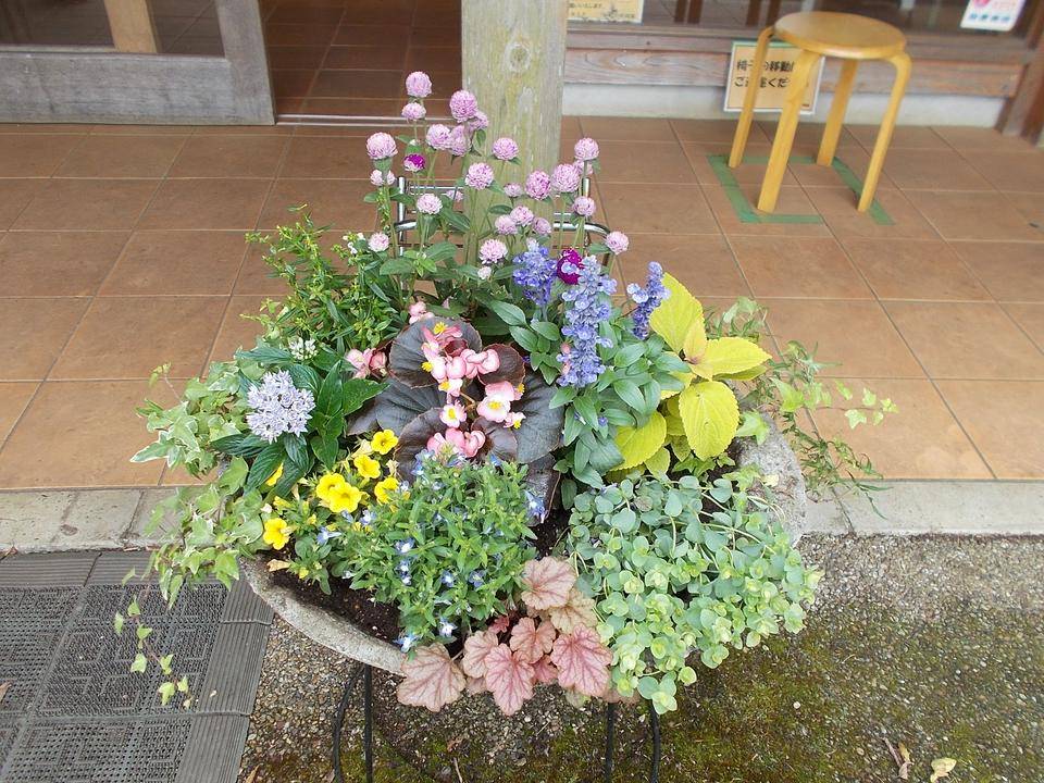 初夏の寄せ植えの写真