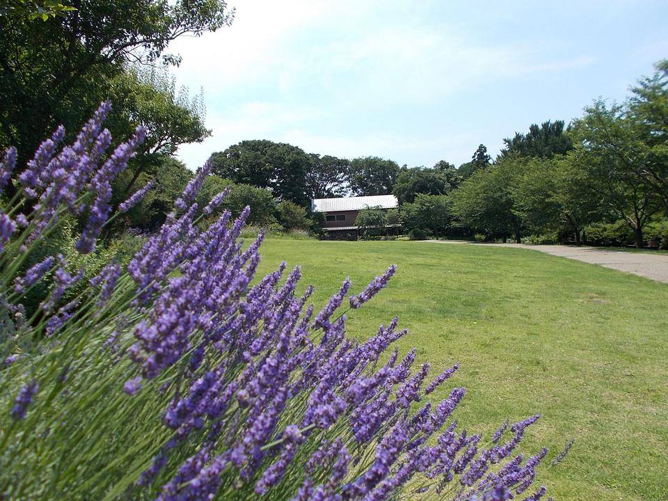 夏、青い花 の写真