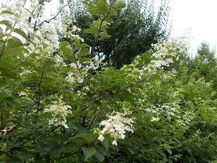 曇り空と白い花