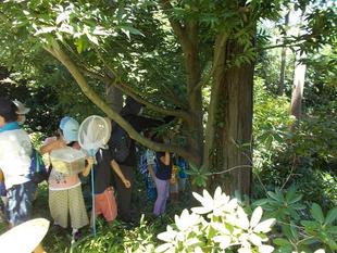 俣野別邸庭園の昆虫観察会