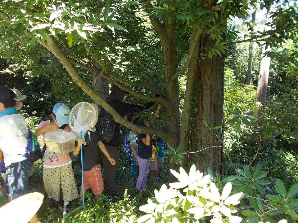 俣野別邸庭園の昆虫観察会の写真