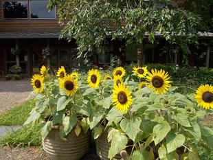 休憩棟のヒマワリ