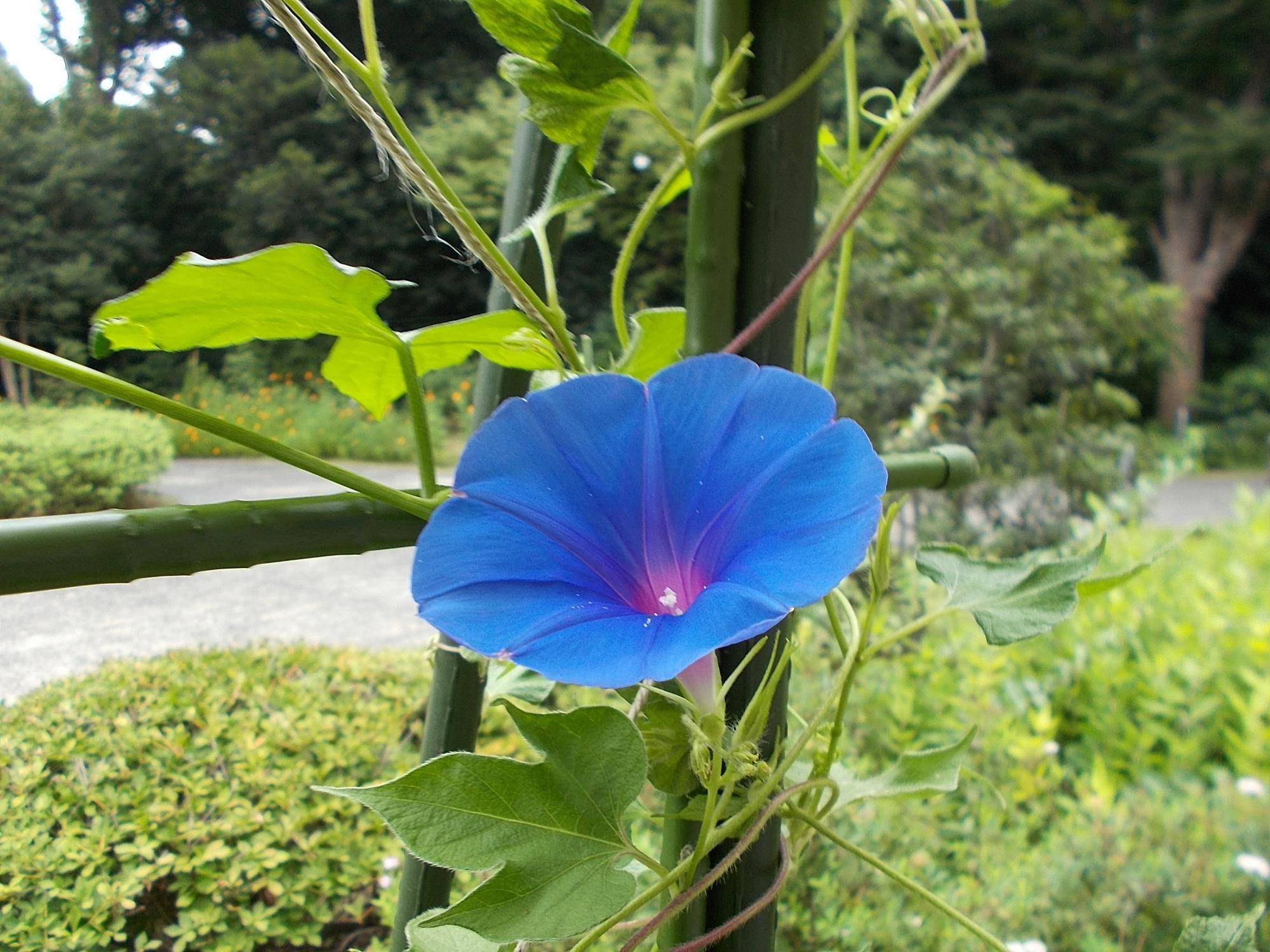 晩夏の写真