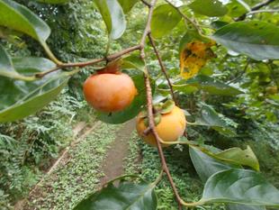 白露（はくろ）