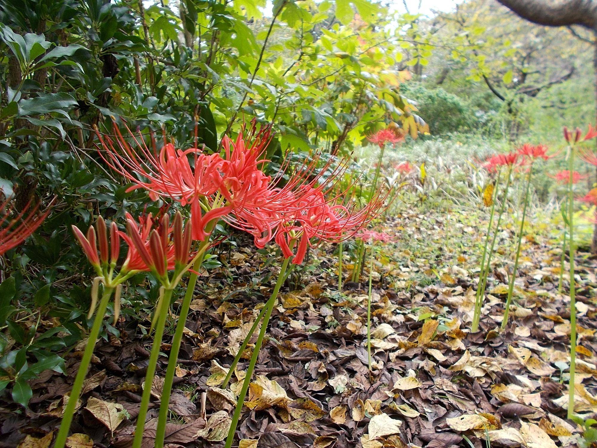 彼岸花の写真
