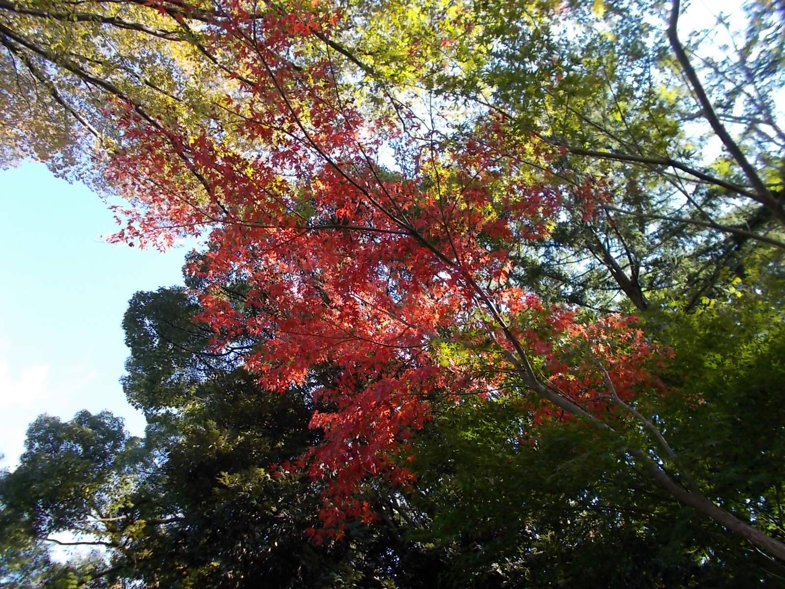 庭園散歩の写真