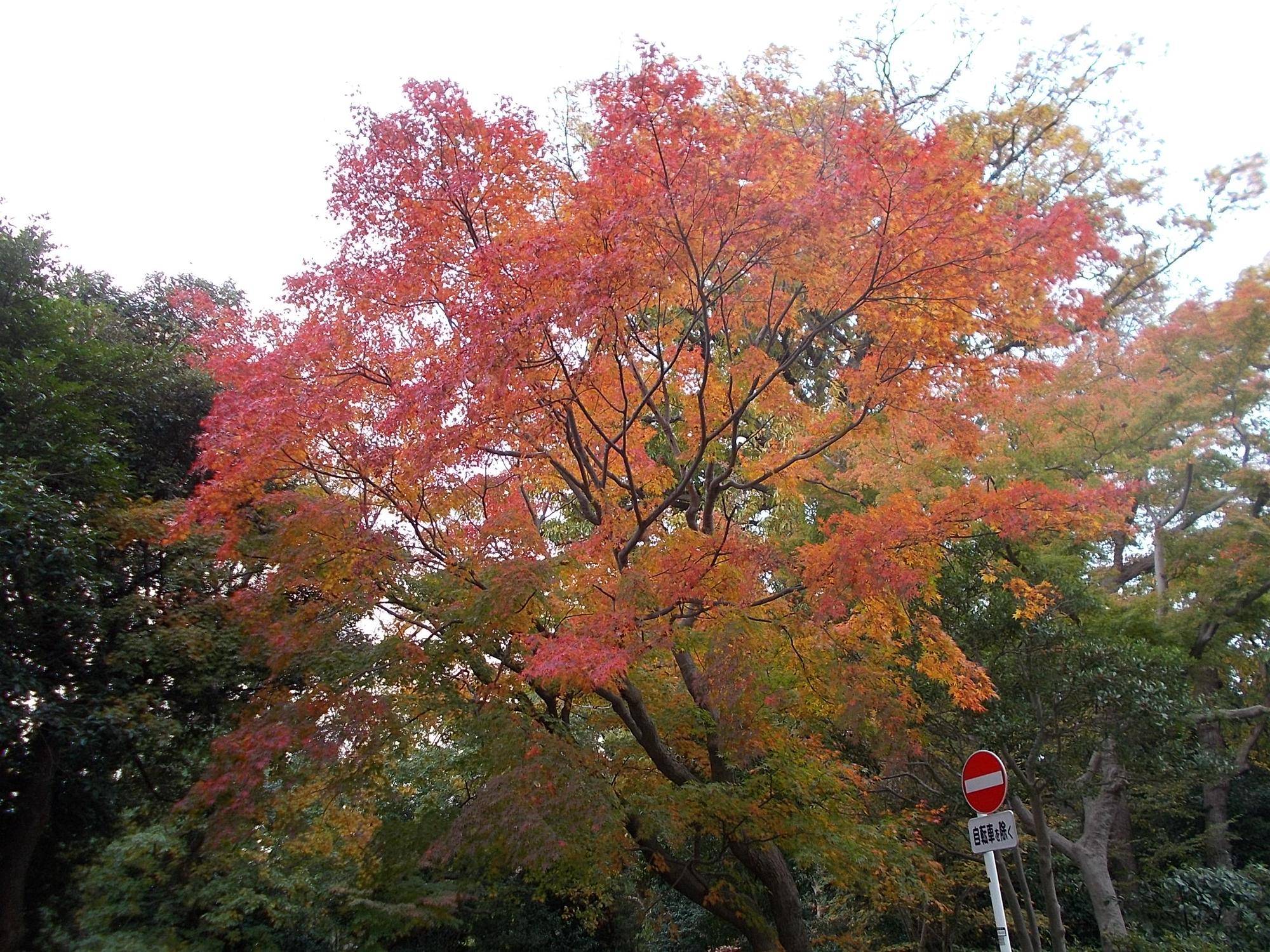 初冬の庭園の写真