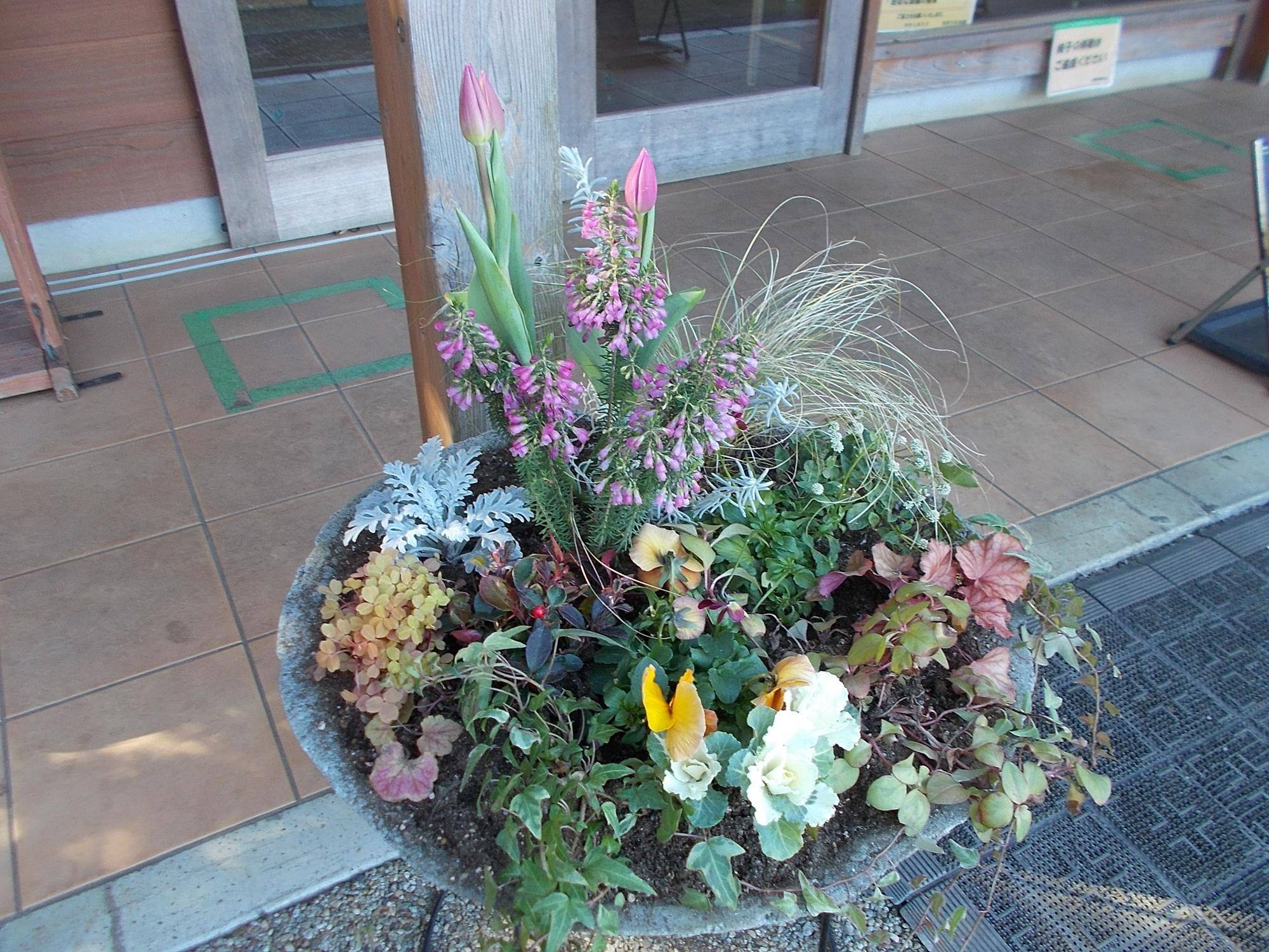 冬の寄せ植えの写真