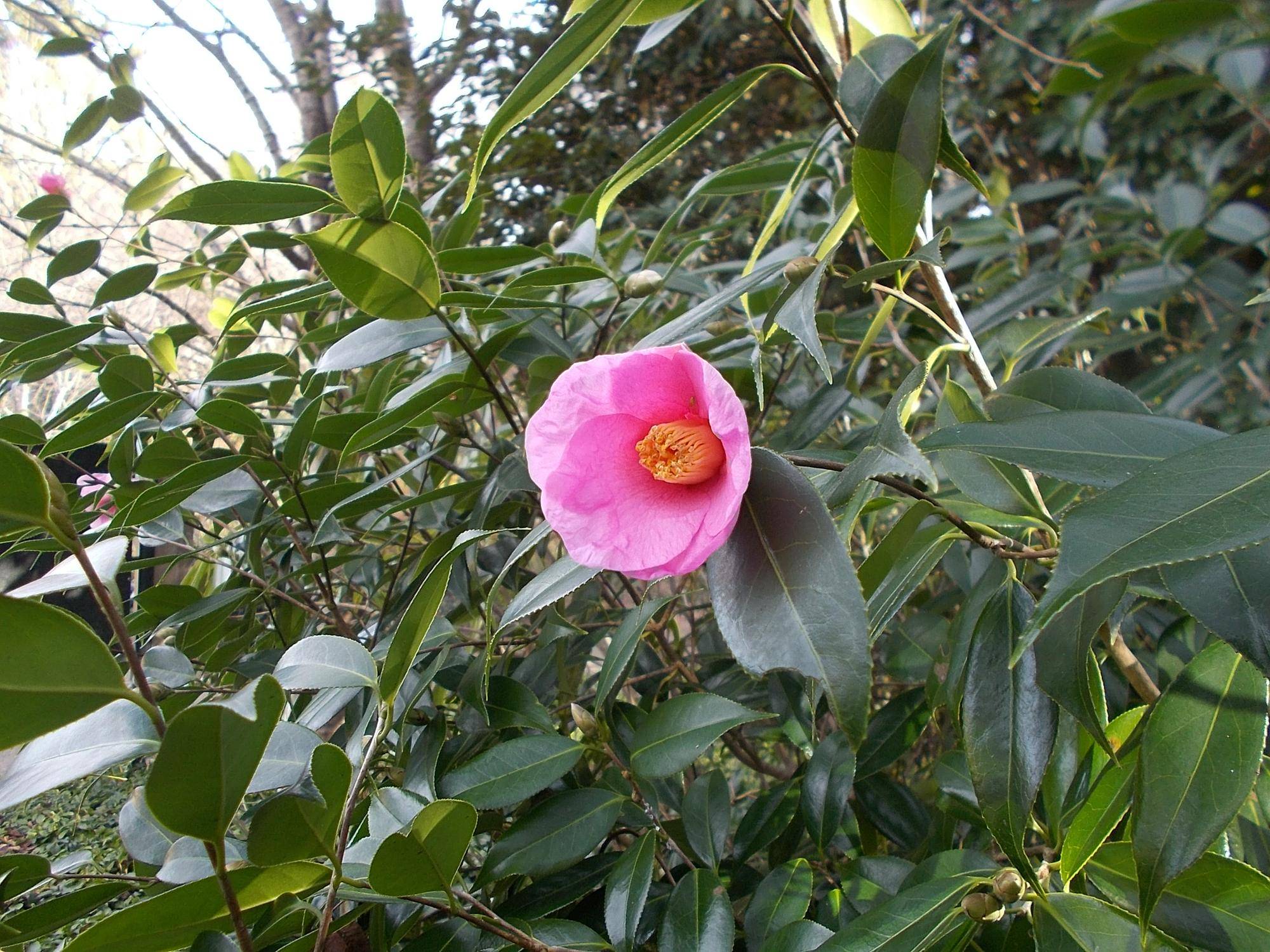 小寒の写真