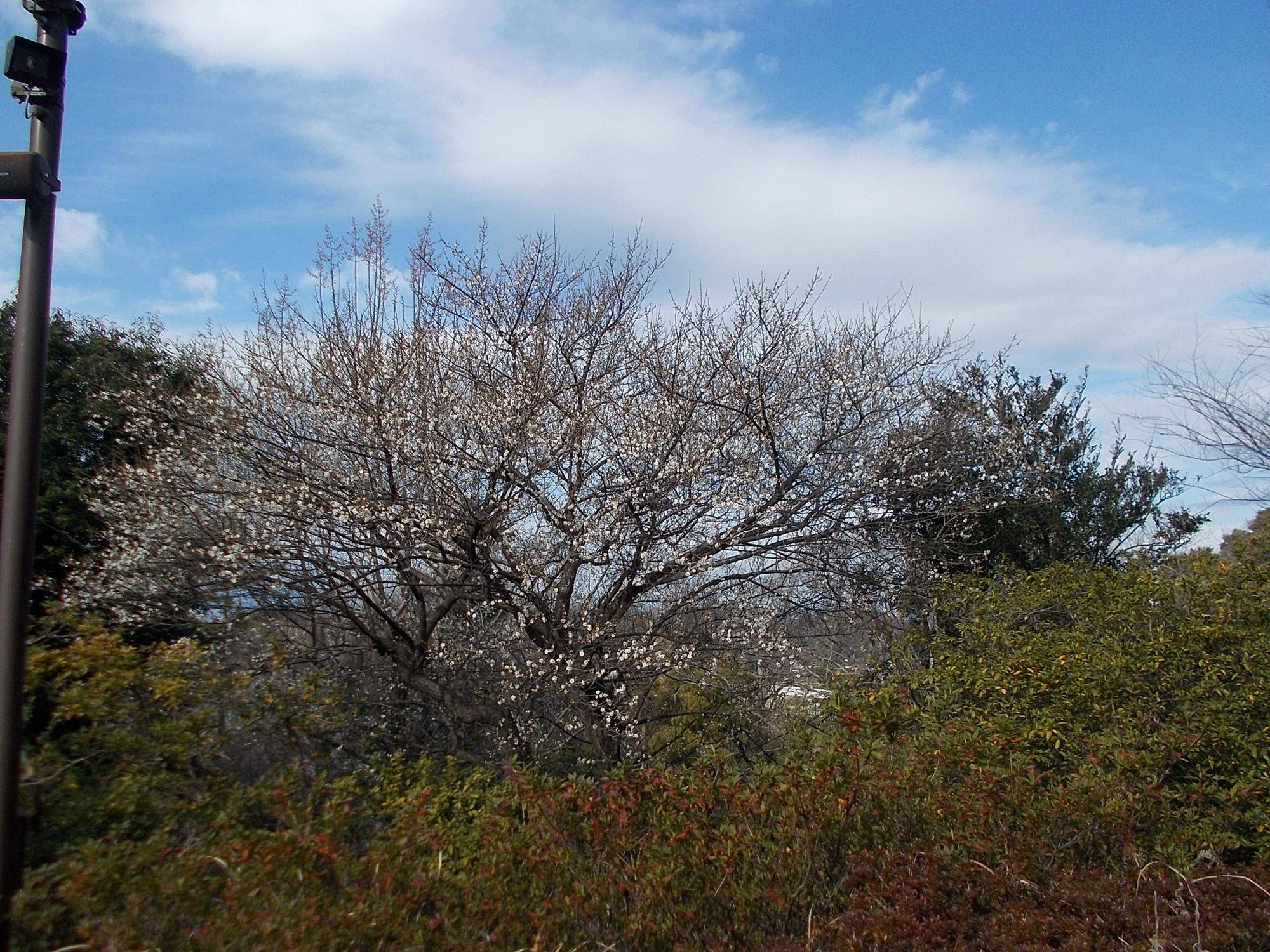 庭園散歩【2023年1月22日】の写真