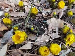 春隣（はるどなり）