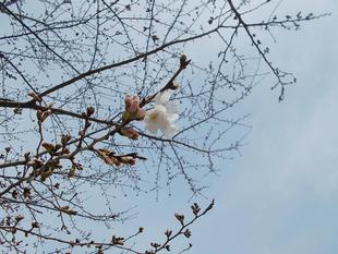 俣野別邸庭園開花情報【2023年3月17日】