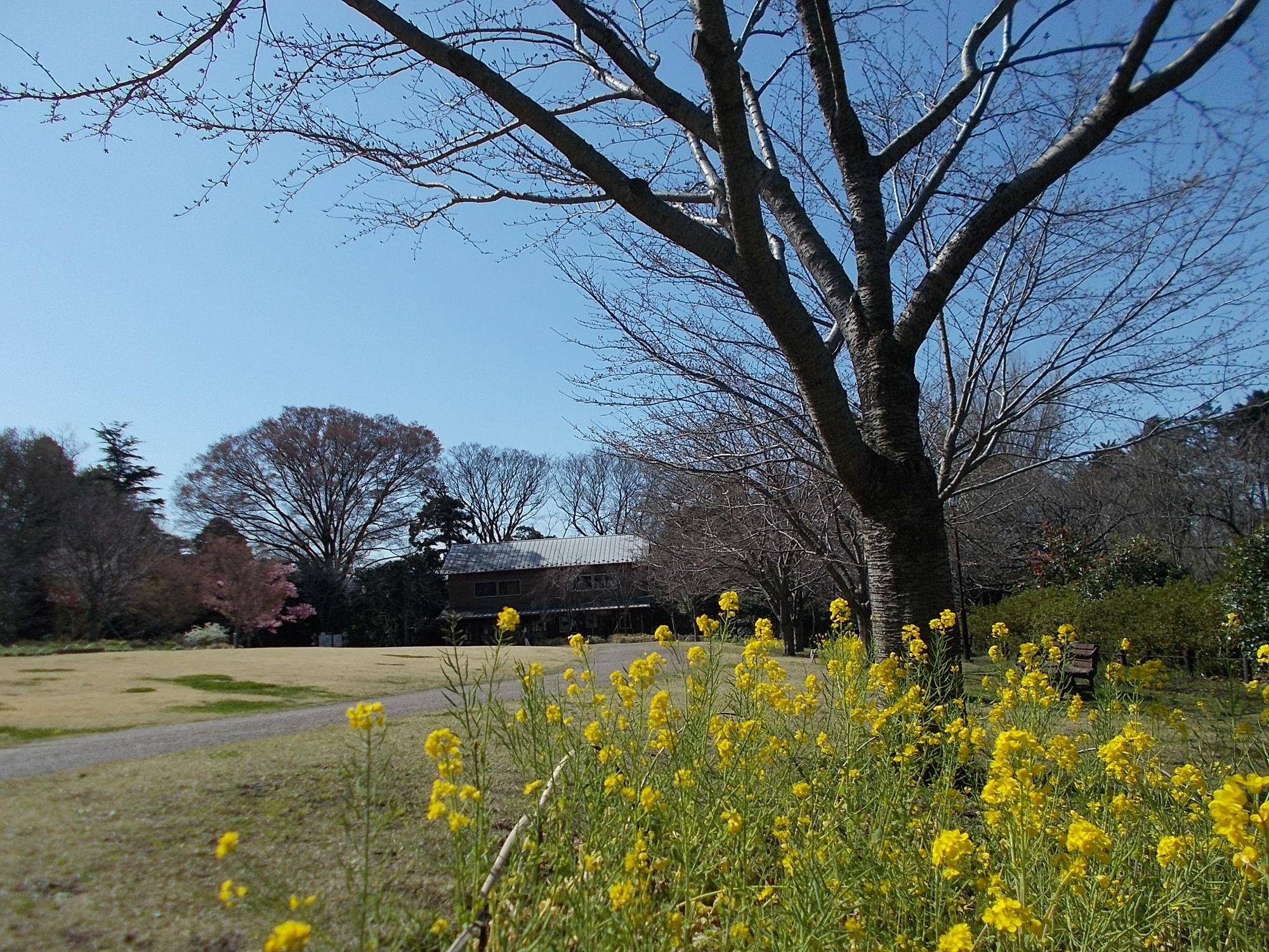 俣野別邸庭園開花情報【2023年3月19日】の写真