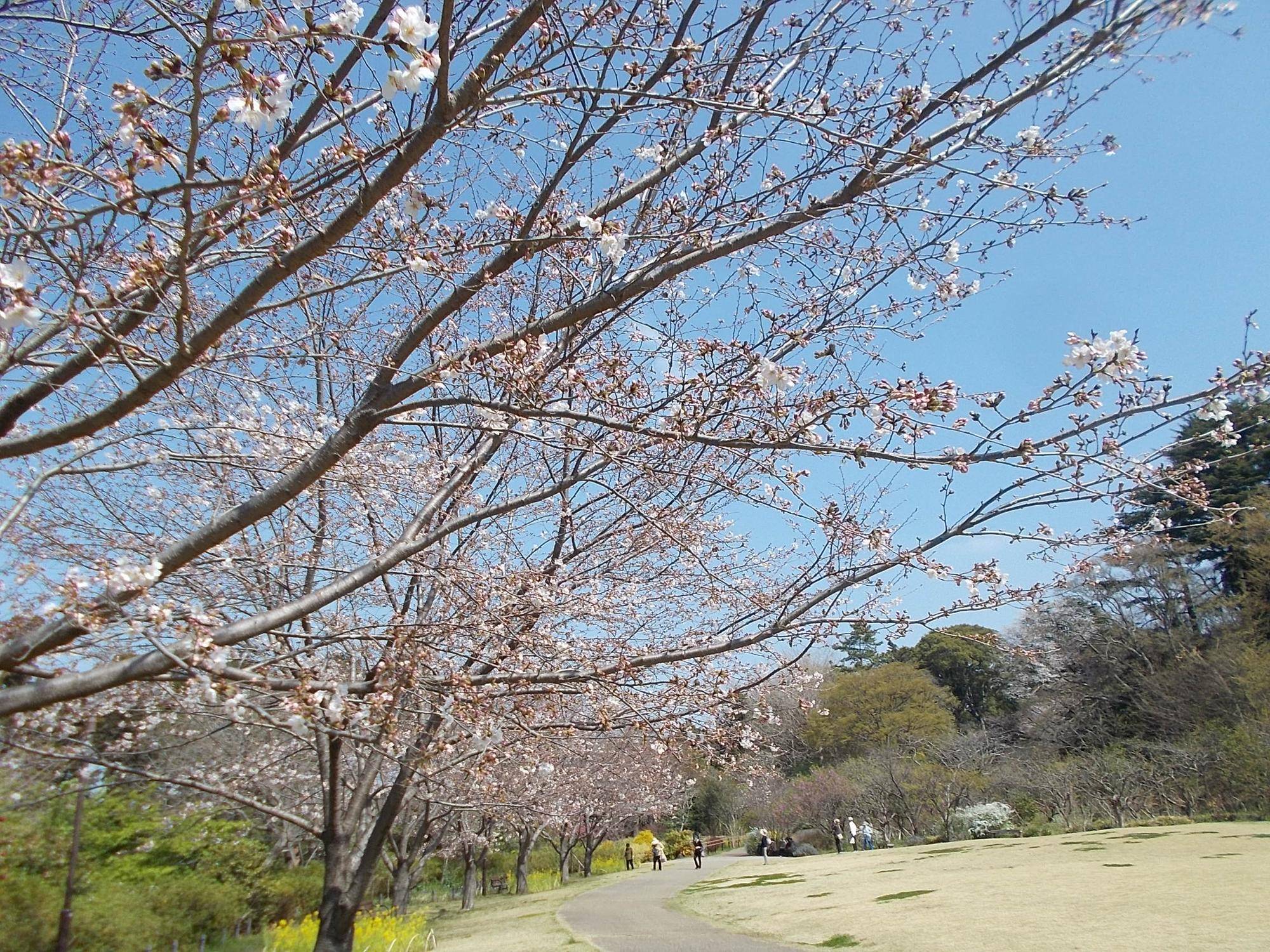 俣野別邸庭園開花情報【2023年3月22日】の写真