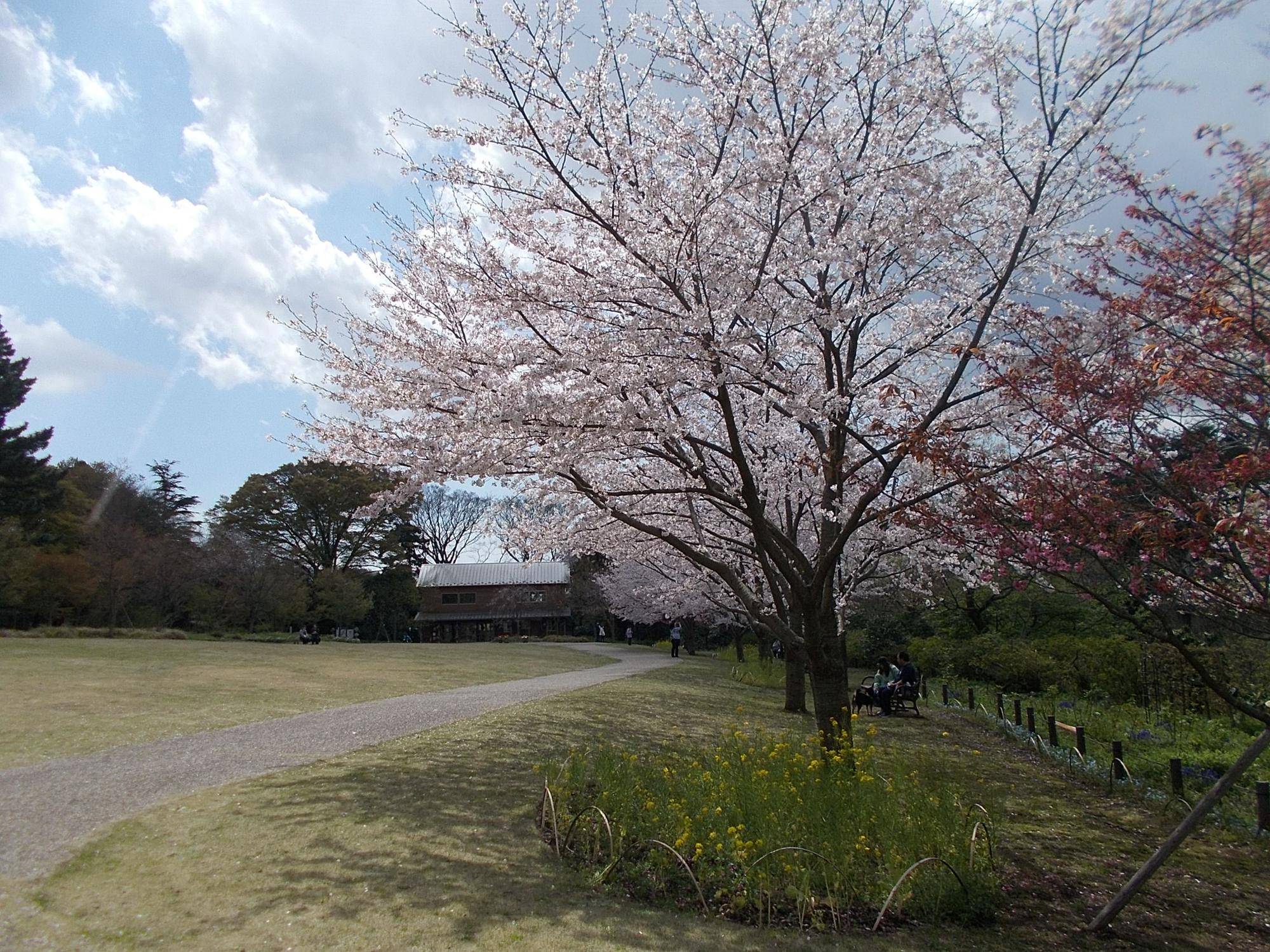 俣野別邸庭園開花情報【2023年3月29日】の写真