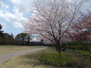 俣野別邸庭園開花情報【2023年3月29日】