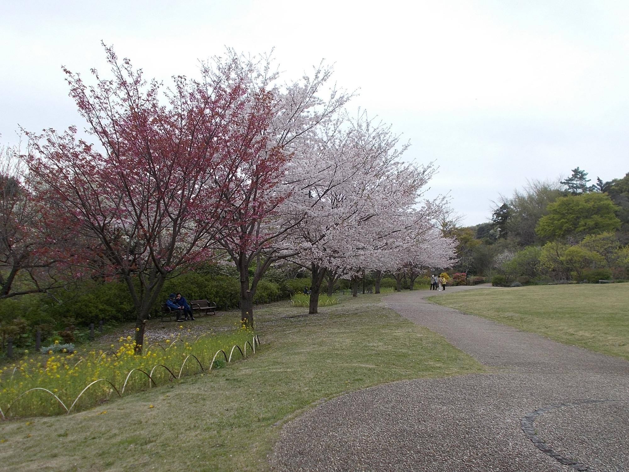 俣野別邸庭園開花情報【2023年3月31日】の写真