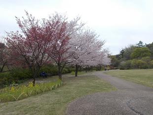 俣野別邸庭園開花情報【2023年3月31日】