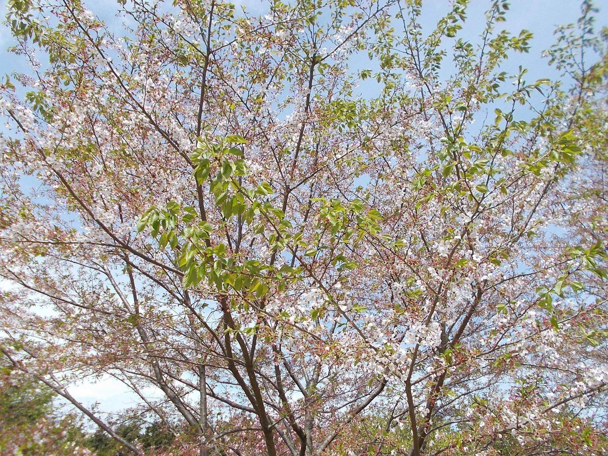 俣野別邸庭園開花情報【2023年4月6日】の写真
