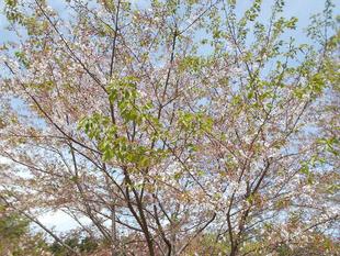 俣野別邸庭園開花情報【2023年4月6日】