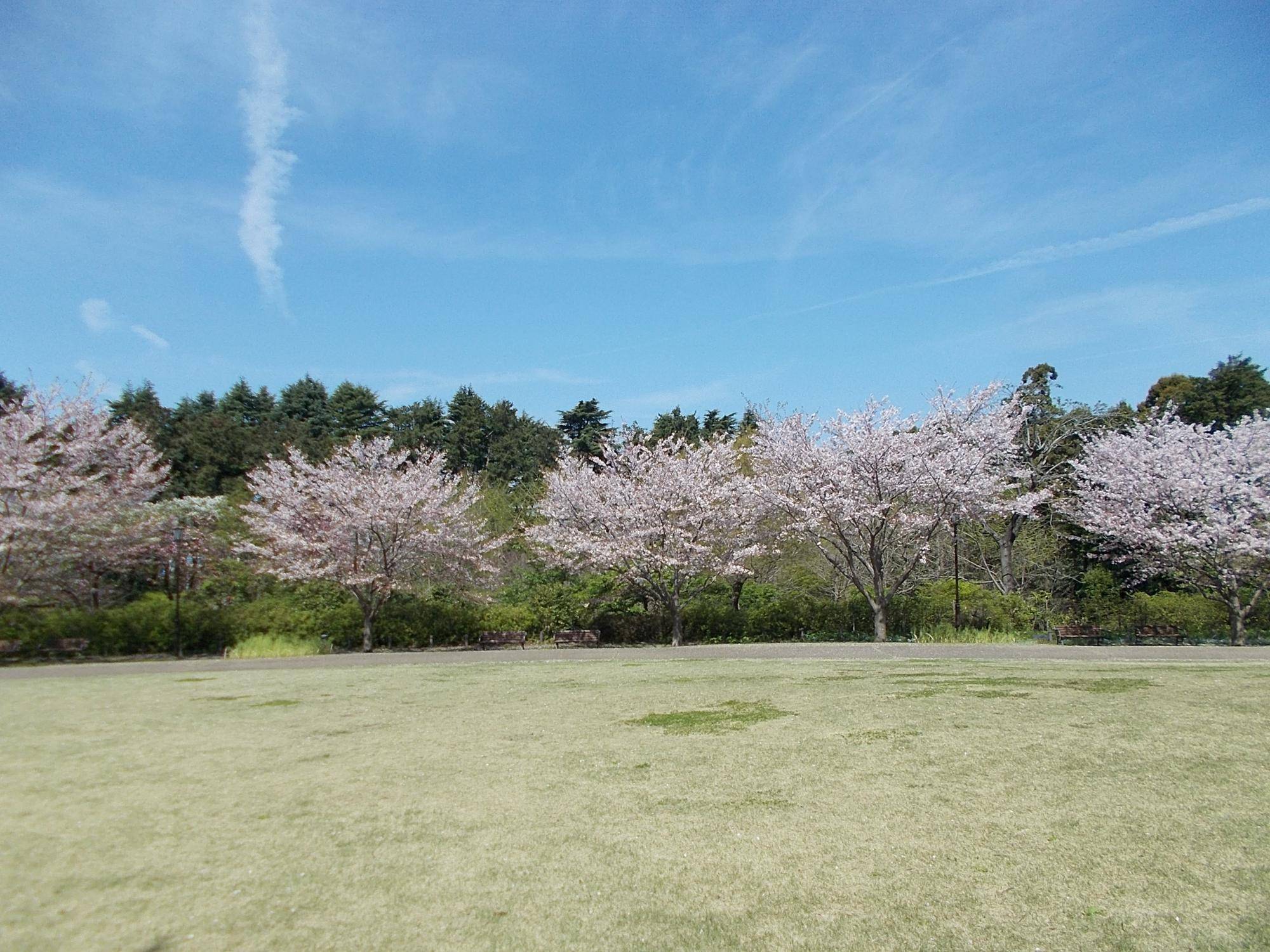 俣野別邸庭園開花情報【2023年4月4日】の写真