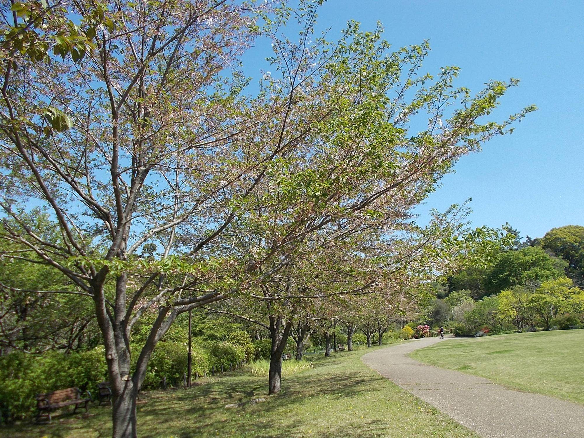 俣野別邸庭園開花情報【2023年4月9日】の写真