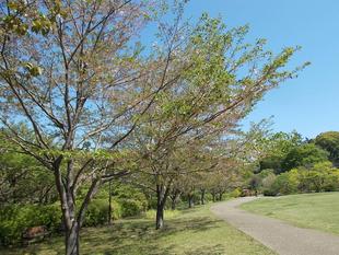 俣野別邸庭園開花情報【2023年4月9日】