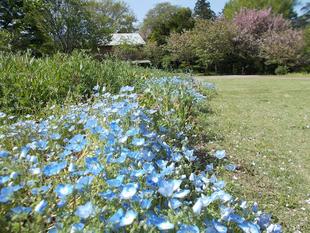 新緑眩しい季節