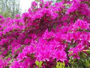 つつじ祭りを開催します。