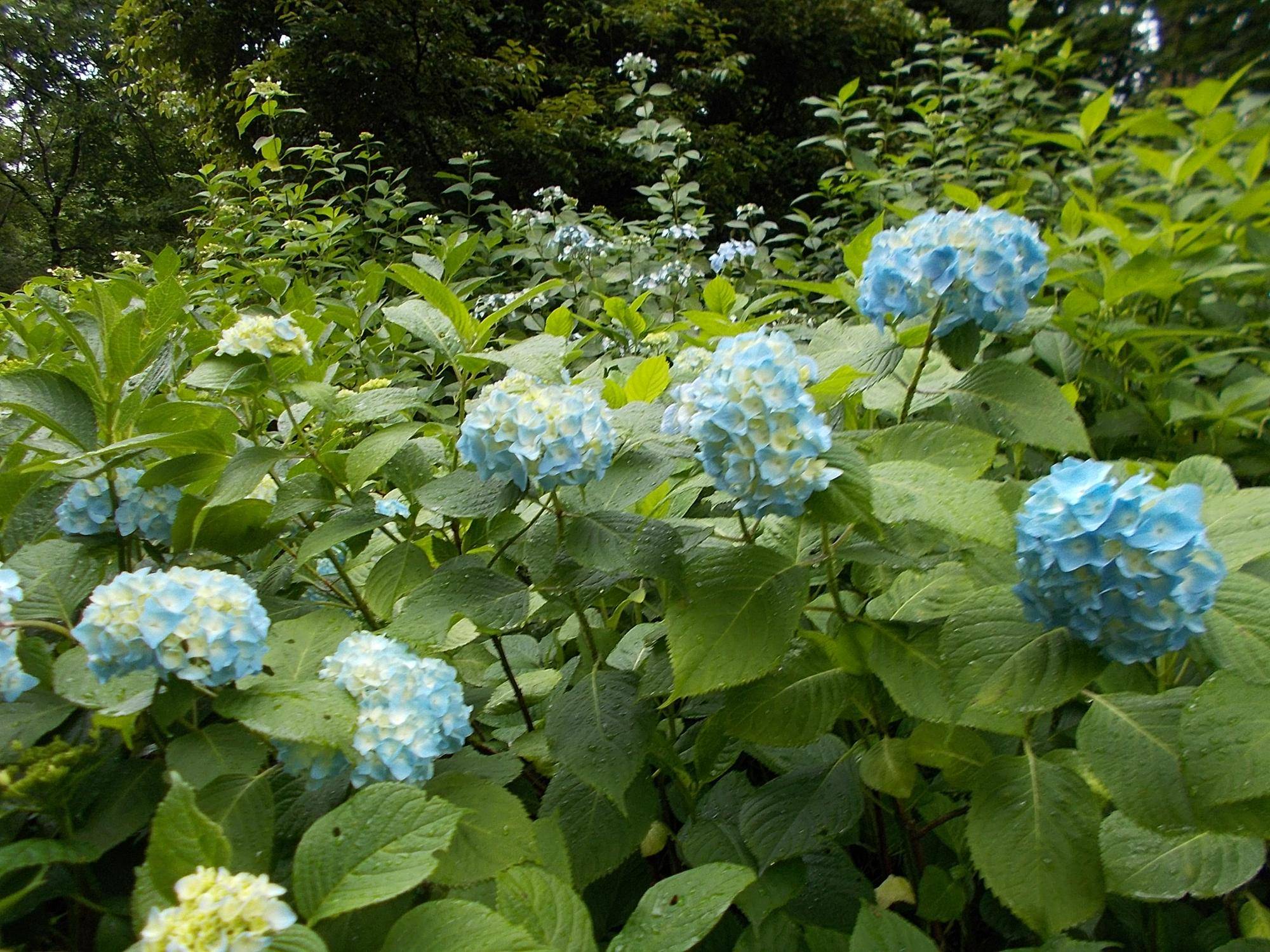 雨の庭園で見つけた可憐な花たちの写真