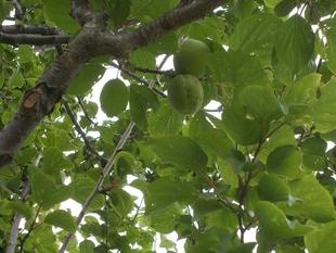 青梅を販売しています。