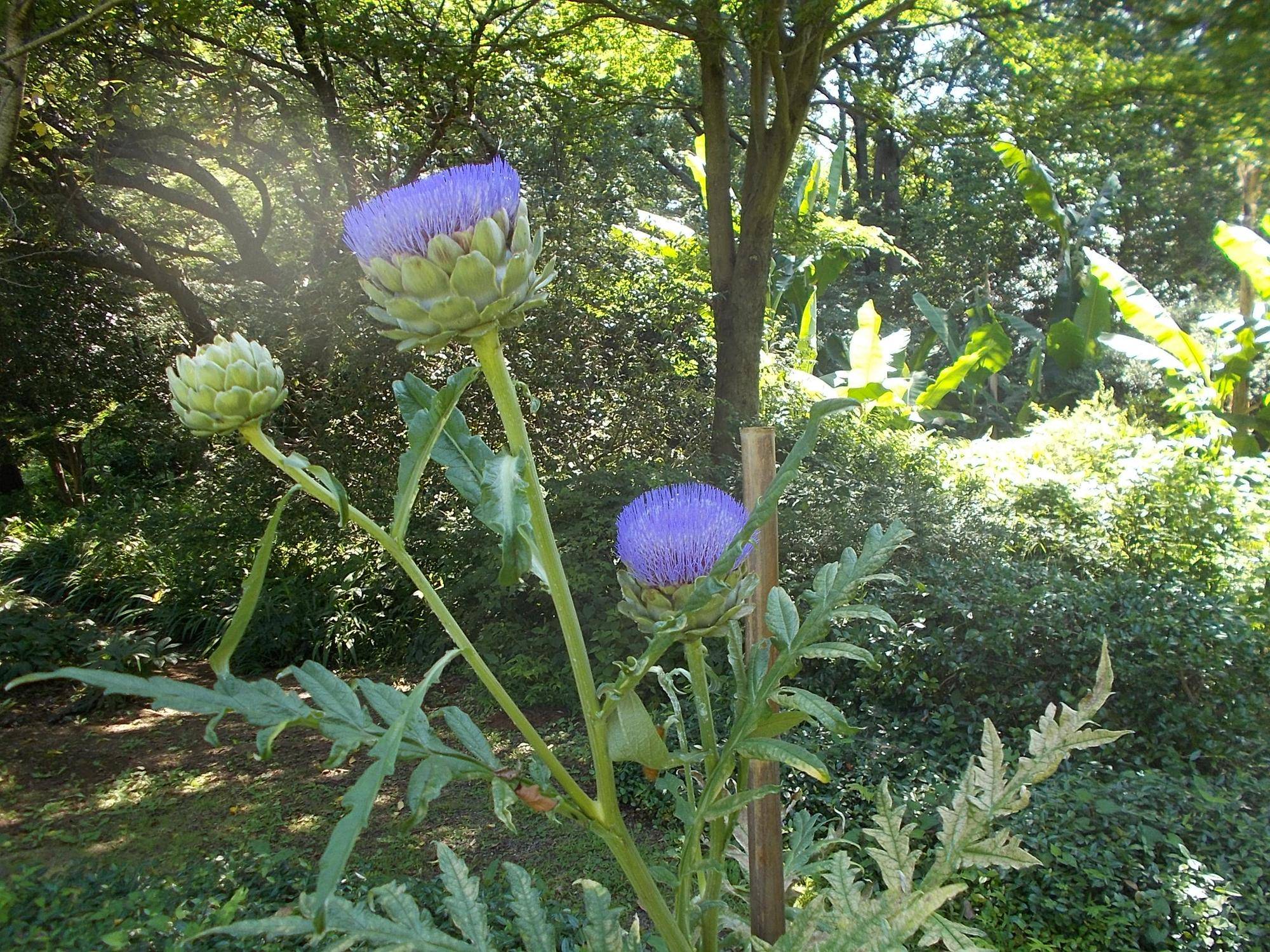 アジサイから夏の花への写真