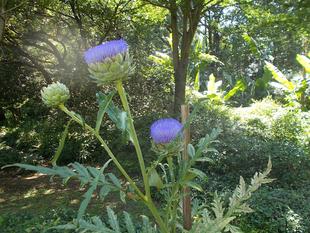 アジサイから夏の花へ