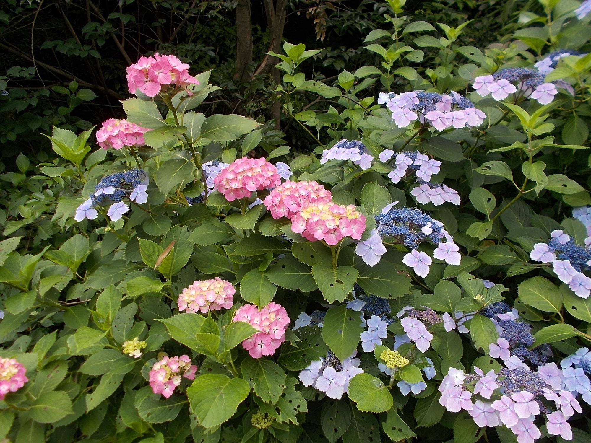 薄曇りの庭園の写真
