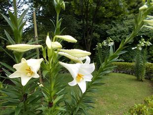 テッポウユリが咲きました。