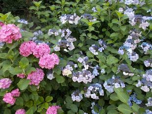 あじさい祭りを開催します。