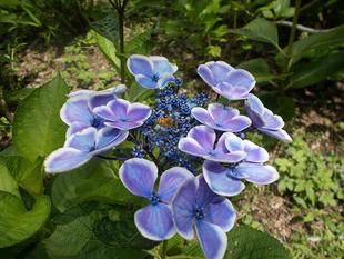 庭園散歩【2023年6月18日】