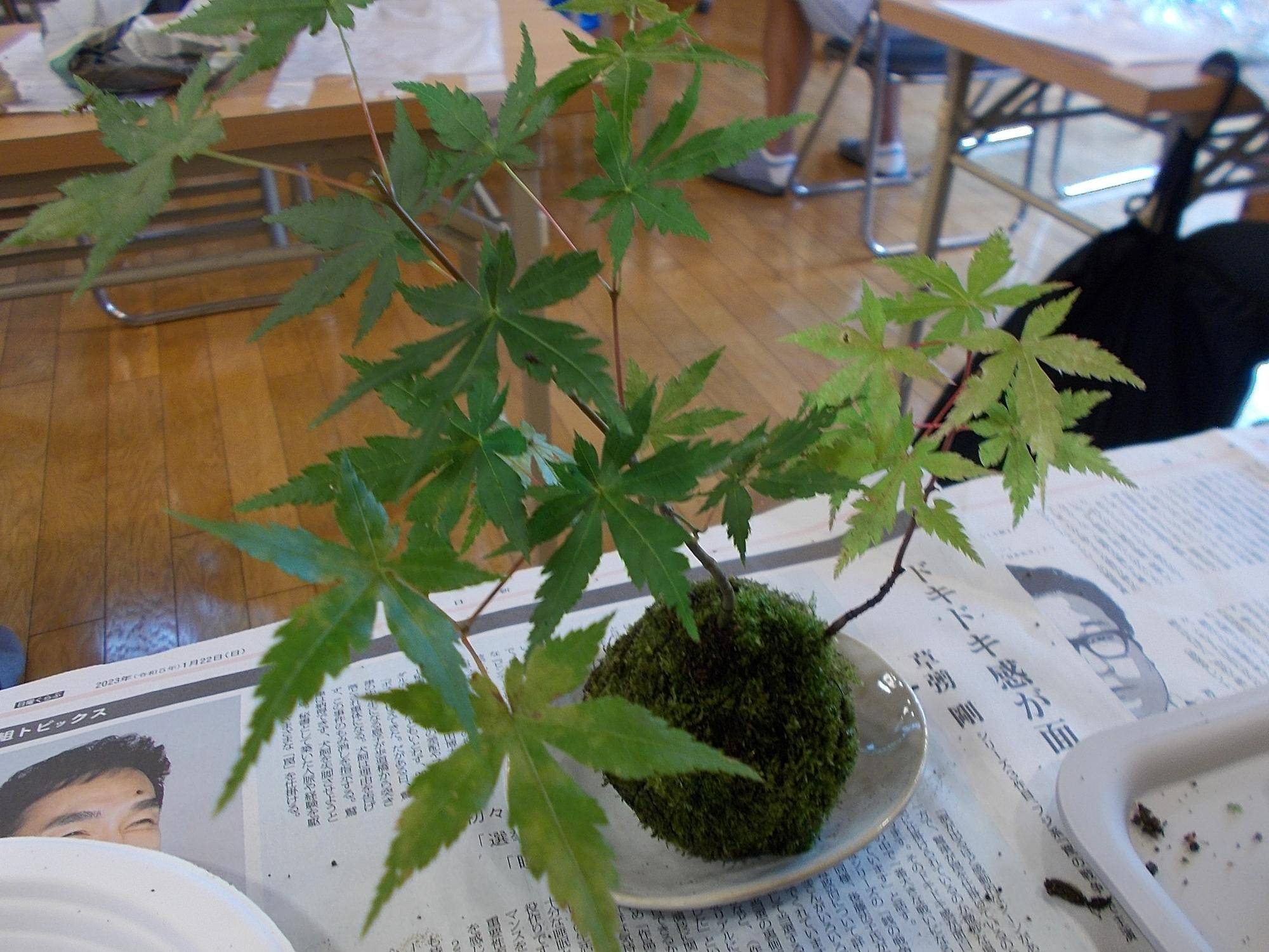 あじさい祭り「苔玉づくり」の写真