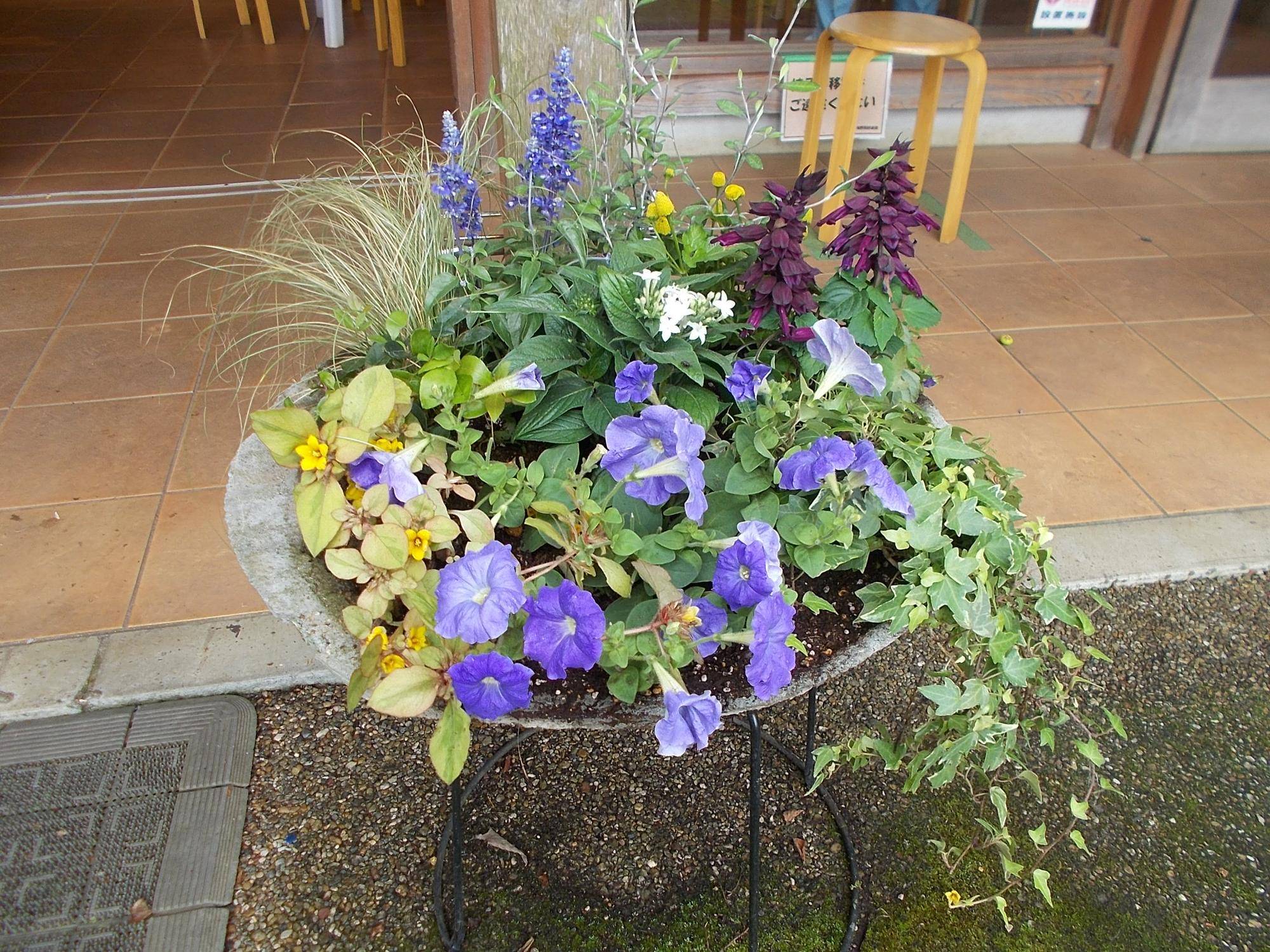初夏の寄せ植えと館内装飾の写真