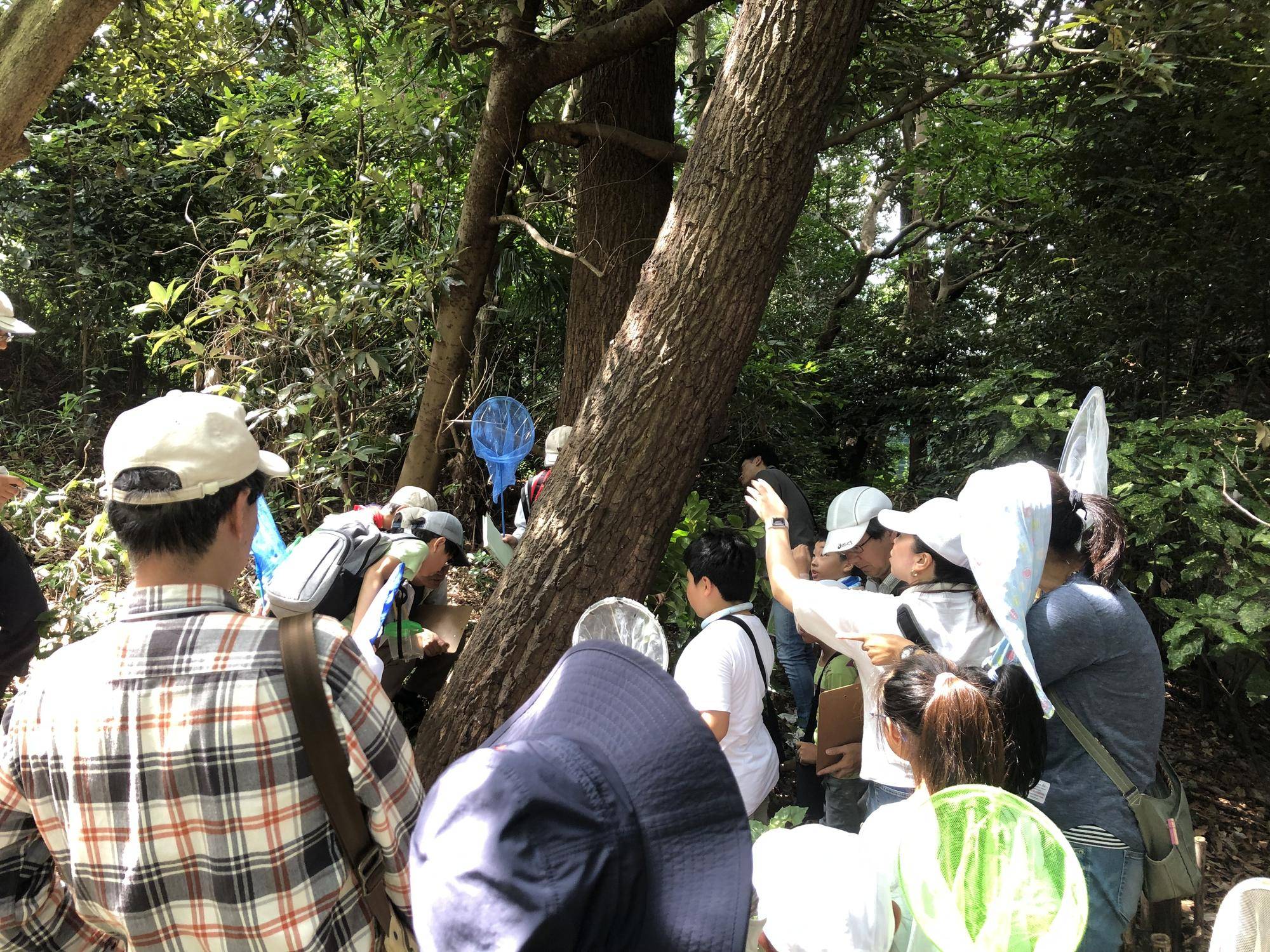 俣野別邸庭園の昆虫観察会の写真