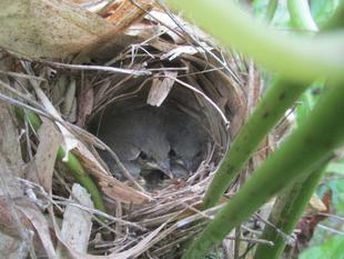 ウグイスの巣立ち