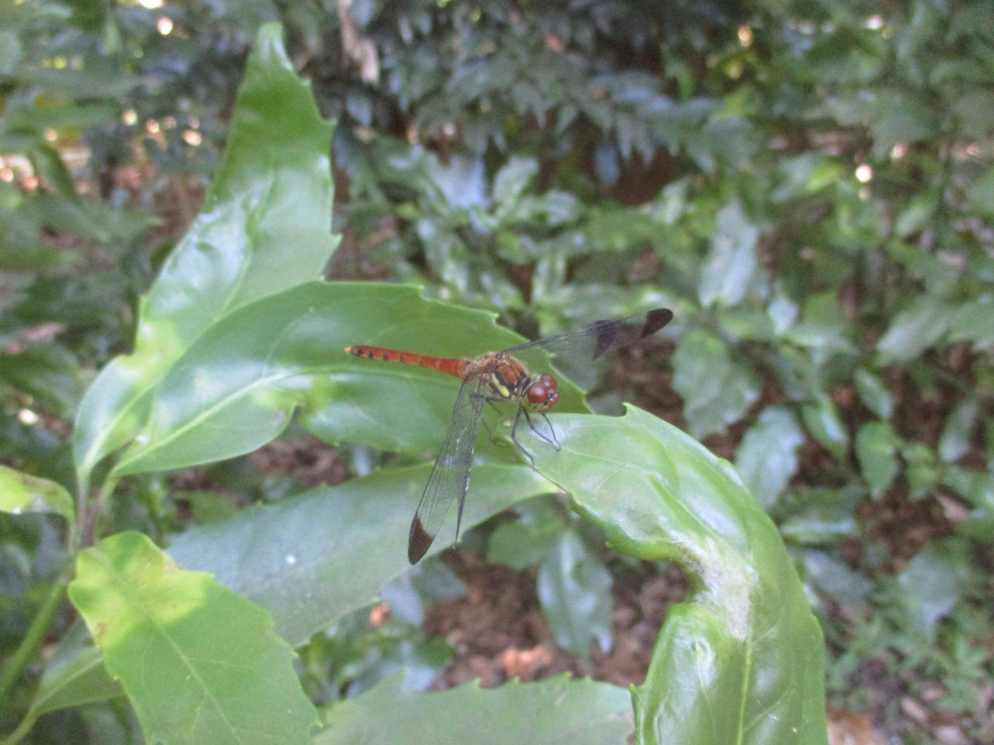 庭園の昆虫たちの写真