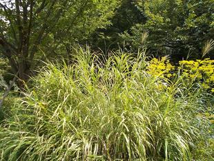 庭園散歩 【2023年8月20日】