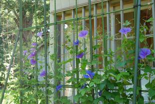 グリーンカーテン