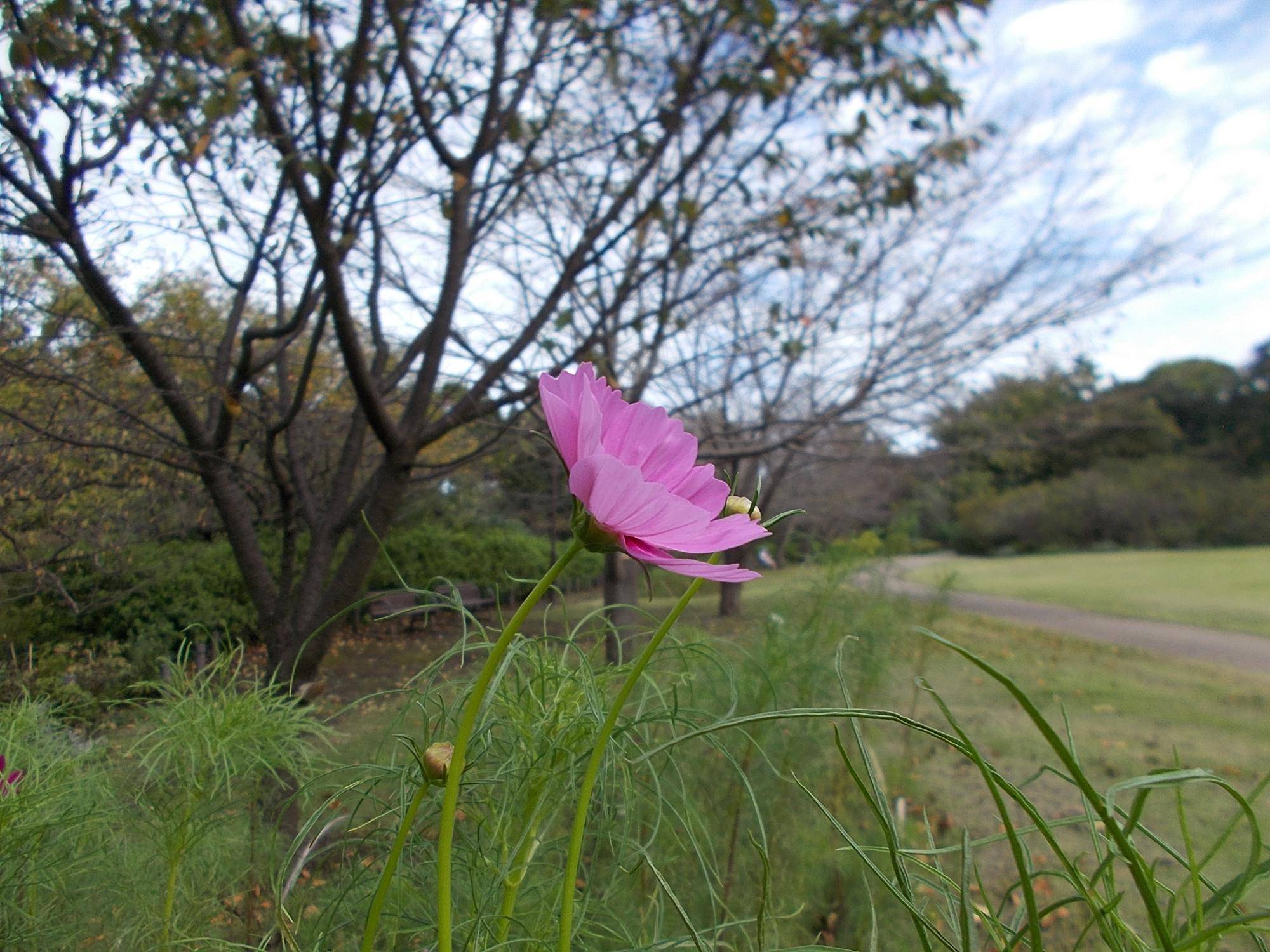 秋の訪れの写真