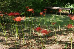 庭園散歩【2023年9月17日】