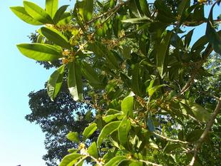 金木犀薫る秋晴れの一日