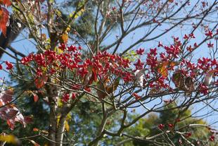 庭園散歩【2023年10月22日】